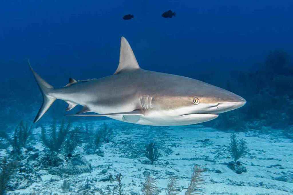 Shark species
