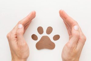 A Guide to Pet-Friendly living in Malaga